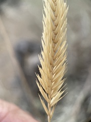 Agropyron cristatum