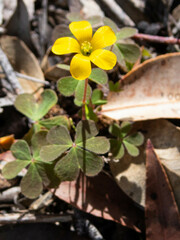Oxalis exilis