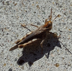 Acrotylus insubricus