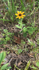 Rudbeckia hirta