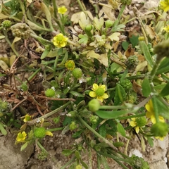 Ranunculus sceleratus