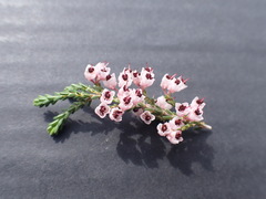 Erica umbelliflora