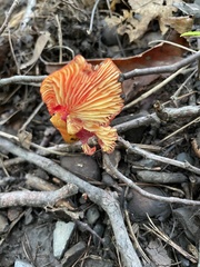 Hygrocybe