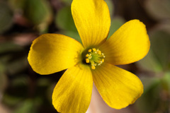 Oxalis exilis