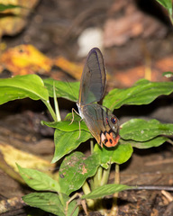 Haetera piera