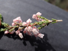 Erica umbelliflora