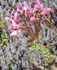 Pelargonium rapaceum