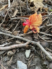 Hygrocybe