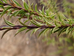 Freylinia densiflora