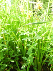 Hypericum ellipticum