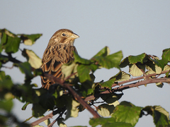 Emberiza calandra