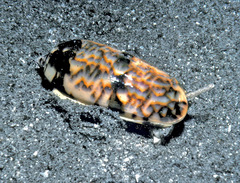 Oliva miniacea