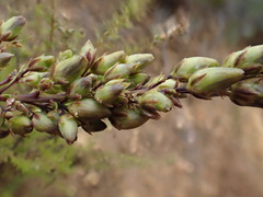 Freylinia densiflora
