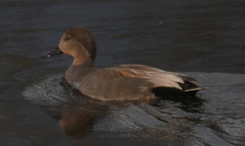 Ánade friso (Mareca strepera)