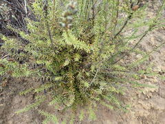 Freylinia densiflora