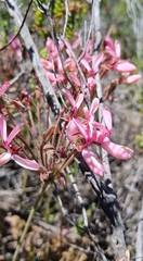 Pelargonium rapaceum