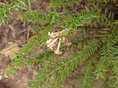 Freylinia densiflora