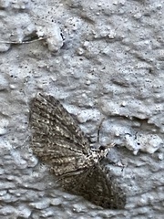 Eupithecia graefii