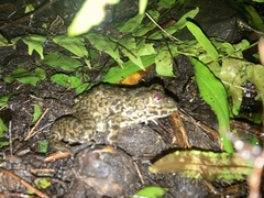 Hoplobatrachus chinensis