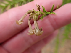 Freylinia densiflora