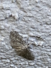 Eupithecia graefii