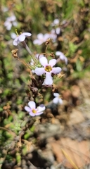 Chaenostoma hispidum