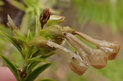 Freylinia densiflora