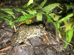 Hoplobatrachus chinensis