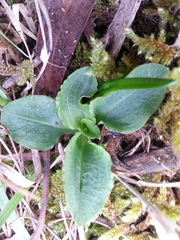 Pterostylis pedunculata