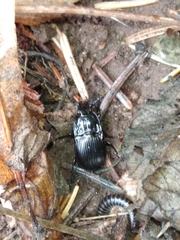 Abax ovalis