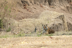 Panthera tigris tigris