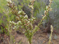 Freylinia densiflora