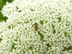 Astylus tucumanensis
