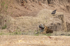 Panthera tigris tigris
