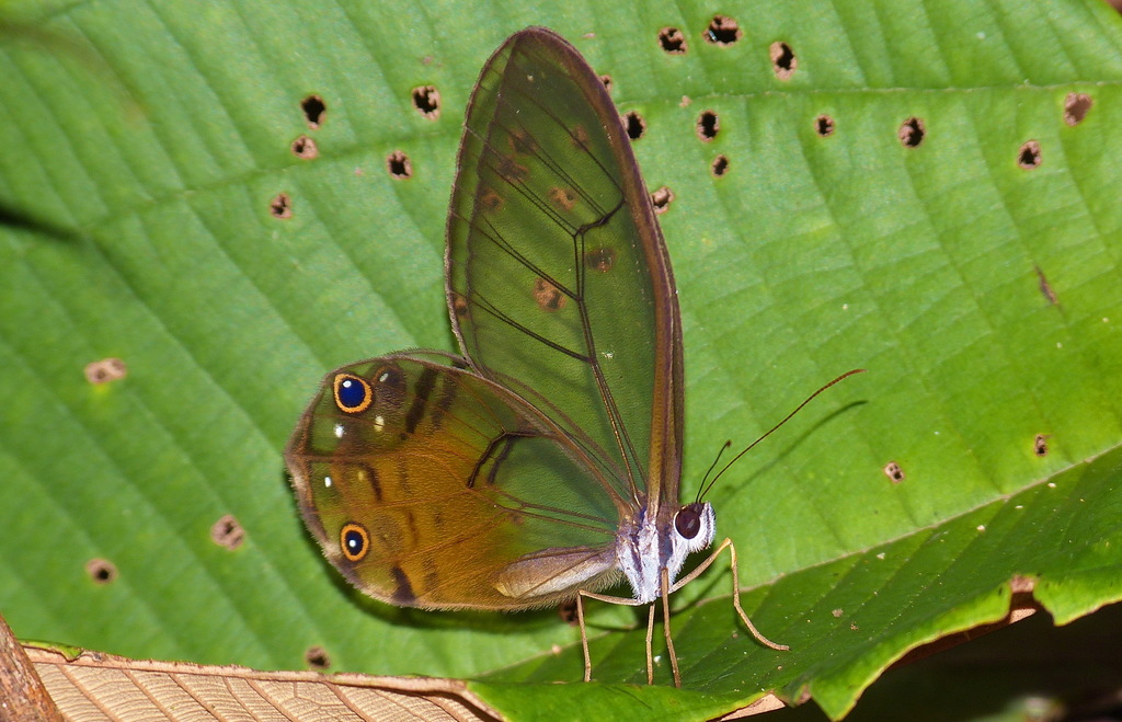 Haetera