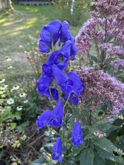 Aconitum napellus