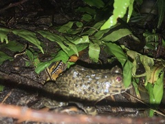 Hoplobatrachus chinensis