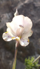 Gladiolus patersoniae