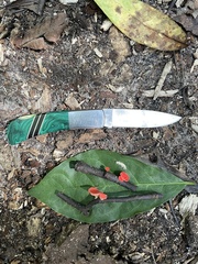 Sarcoscypha occidentalis