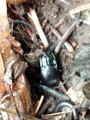 Abax ovalis