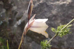Gladiolus patersoniae