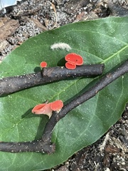 Sarcoscypha occidentalis