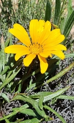 Gazania