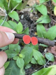 Sarcoscypha occidentalis
