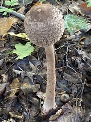 Macrolepiota