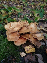 Kuehneromyces mutabilis