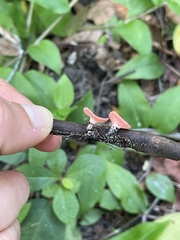 Sarcoscypha occidentalis