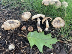 Agaricus