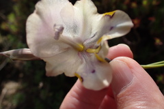 Gladiolus patersoniae