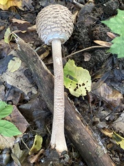 Macrolepiota